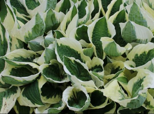 Hosta 'Patriot'