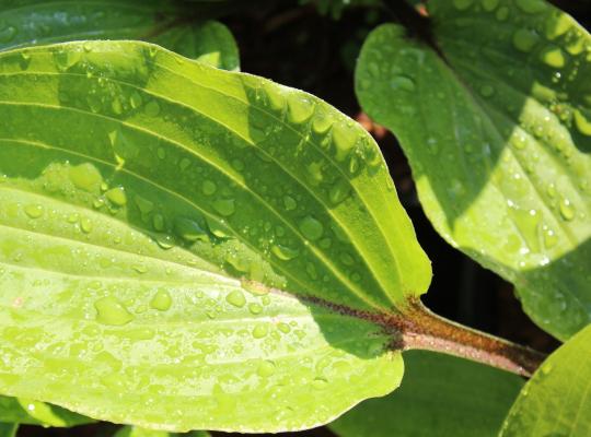 Hosta 'Purple Heart'