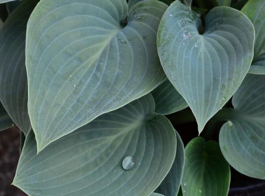 Hosta sieboldiana Big Daddy