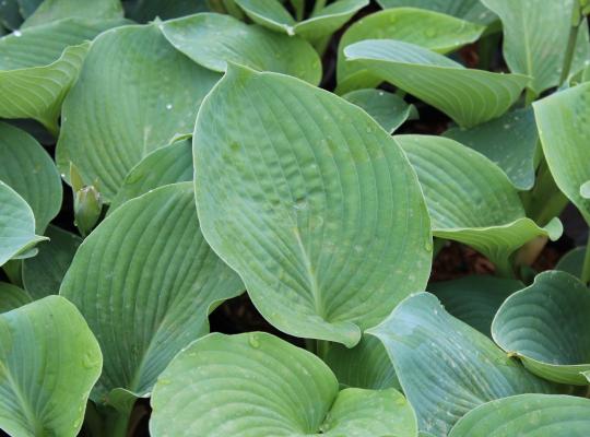 Hosta sieb. 'Elegans'
