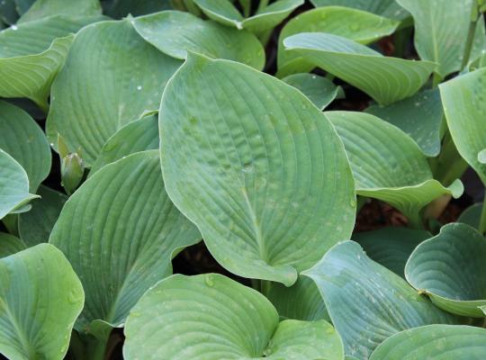 Hosta sieboldiana elegans