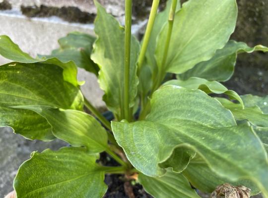 Hosta Stirfry