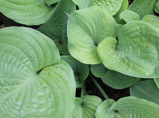 Hosta Sum & Substance