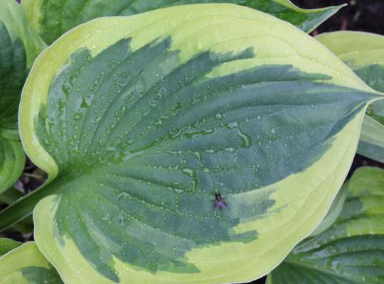Hosta 'Wide Brim'