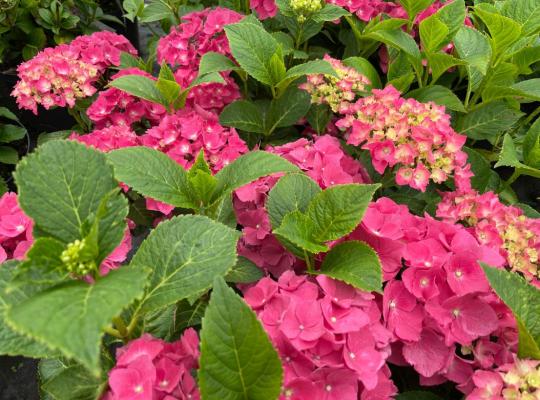 Hydrangea macrophylla Ami Pasquier