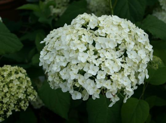 Hydrangea arborescens Annabelle