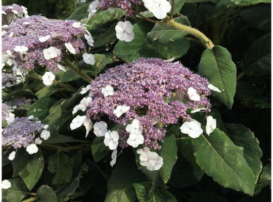 Hydrangea asp. sargentiana