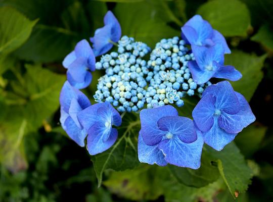 Hydrangea macrophylla Blaumeise