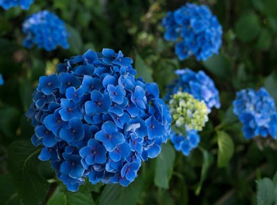 Hydrangea macrophylla Blue Mophead
