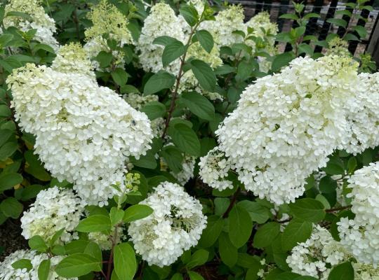 Hydrangea pan. 'Bobo'