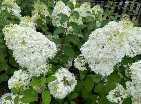 Hydrangea paniculata Bobo®