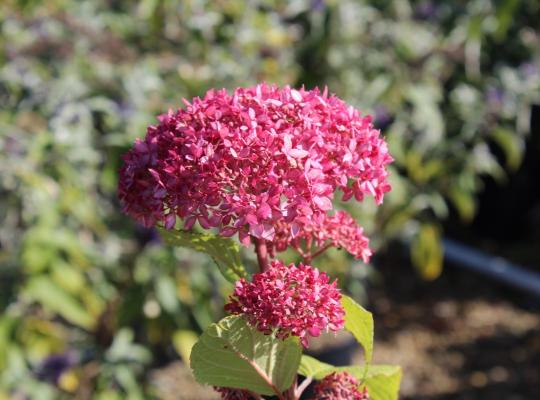 Hydrangea arborescens Invincibelle Spirit
