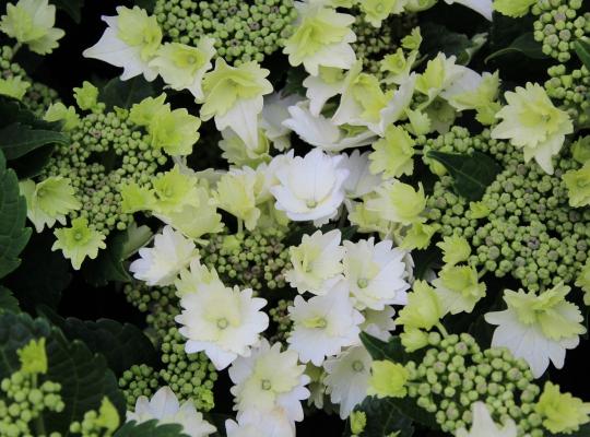 Hydrangea macrophylla 'Koria'