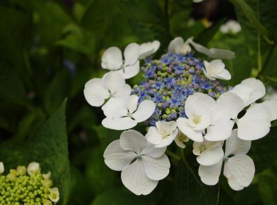 Hydrangea mac. Libelle