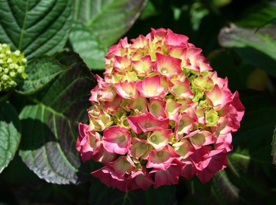 Hydrangea macrophylla King George