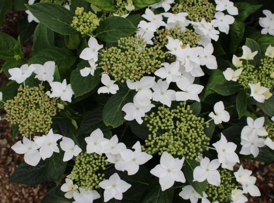 Hydrangea mac. Lanarth White