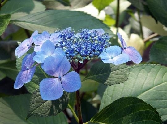 Hydrangea macrophylla Mariesii Perfecta