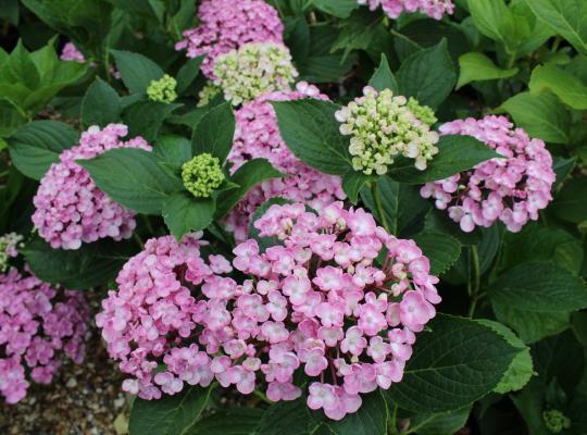 Hydrangea macrophylla Ayesha