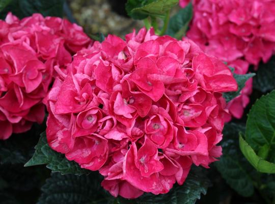 Hydrangea macrophylla Merveille Sanquine