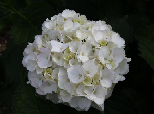 Hydrangea mac. Mme Emile Mouilliere