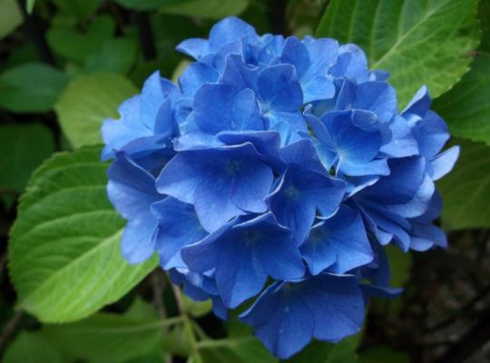 Hydrangea macrophylla Nikko Blue