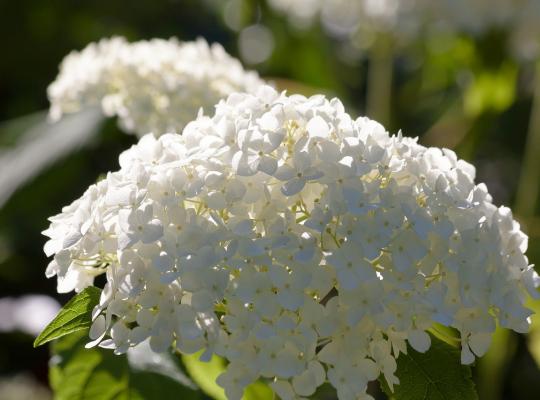 Hydrangea m. 'Soeur Thérèse'