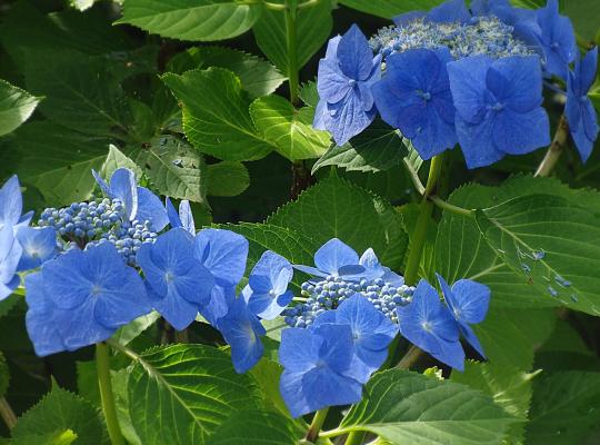 Hydrangea macrophylla Teller Blue