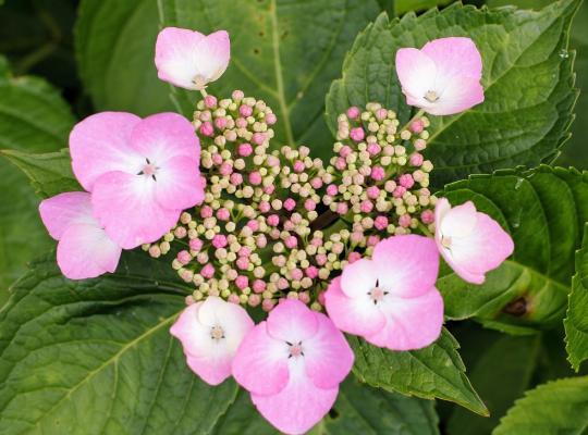 Hydrangea mac 'Teller Pink'
