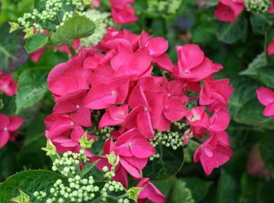 Hydrangea mac. 'Teller Red'