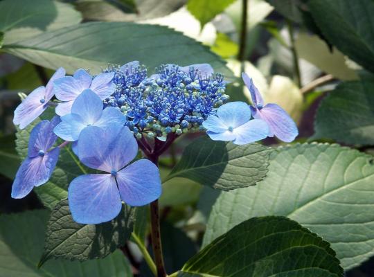 Hydrangea mac. 'Blue Wave'