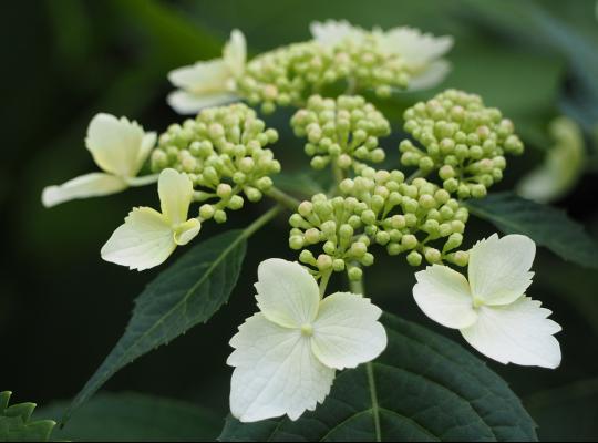 Hydrangea mac. 'Teller White'