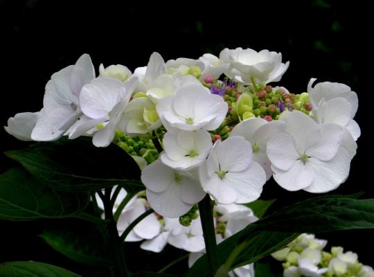 Hydrangea mac. Snow