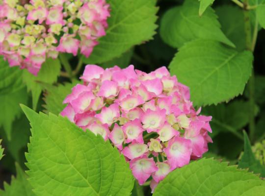 Hydrangea macrophylla Deutschland