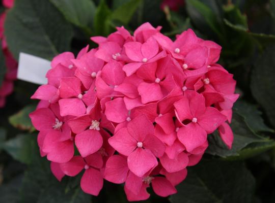 Hydrangea macrophylla Leuchtfeuer