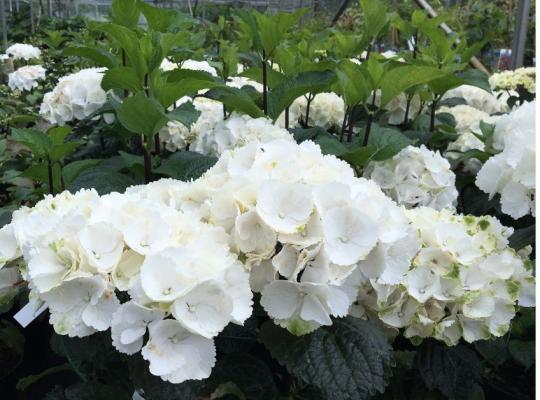 Zebra hydrangea deals