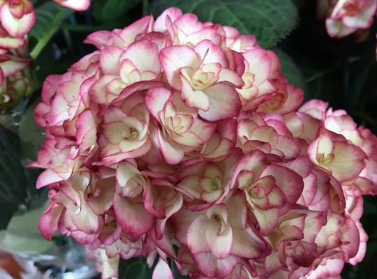 Hydrangea macrophylla Cocktail