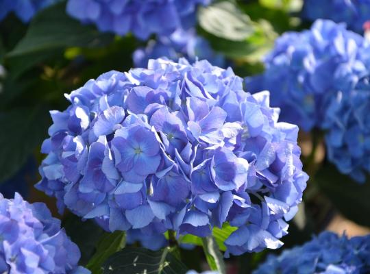 Hydrangea macrophylla Bodensee