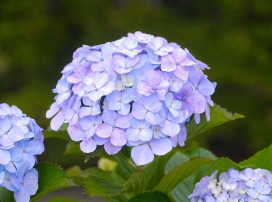 Hydrangea mac. Gen. Vic. de Vibraye