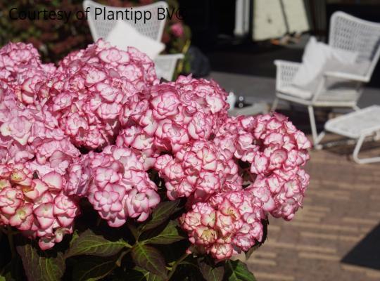 Hydrangea mac. 'Miss Saori'