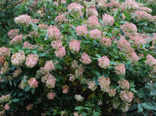 Hydrangea panic. Pink Diamond