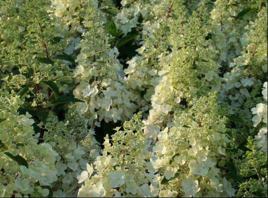 Hydrangea paniculata Pinky-Winky