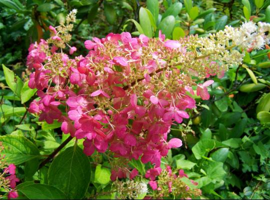 Hydrangea paniculata Fraise Melba