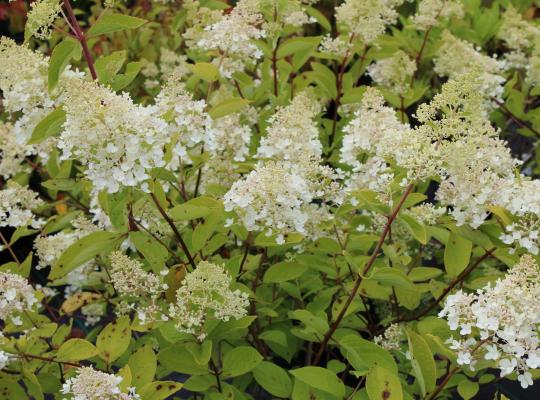 Hydrangea paniculata Grandiflora