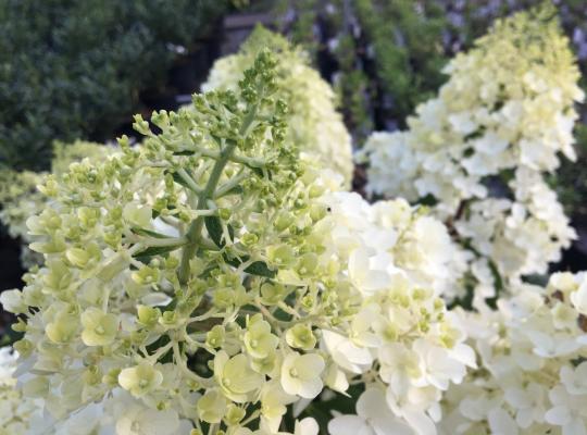 Hydrangea paniculata Silver Dollar