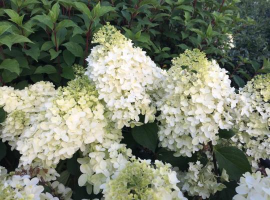 Hydrangea panic. Silver Dollar