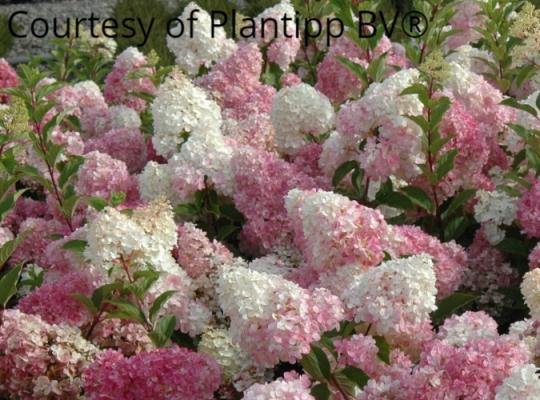 Hydrangea paniculata Vanille Fraise