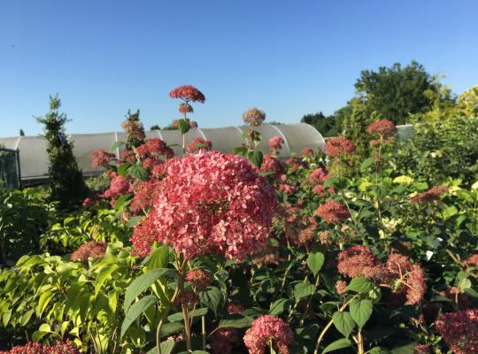 Hydrangea arborescens Pink Annabelle