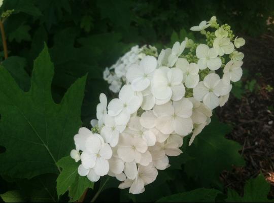 Hydrangea querc. 'Ice Crystal'