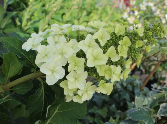 Hydrangea quercifolia Ruby Slippers