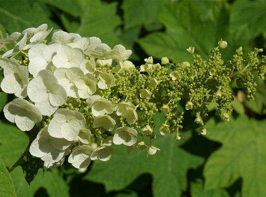 Hydrangea quercifolia Snow Flake